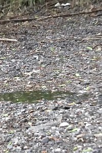 Brunette Doll Gets Her Ass Wet By Peeing