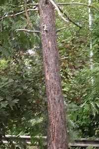 Excellent Blonde Pisses Outside On A Bench