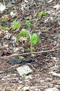 Black Haired Mistress Is Seriously Desperate To Piss